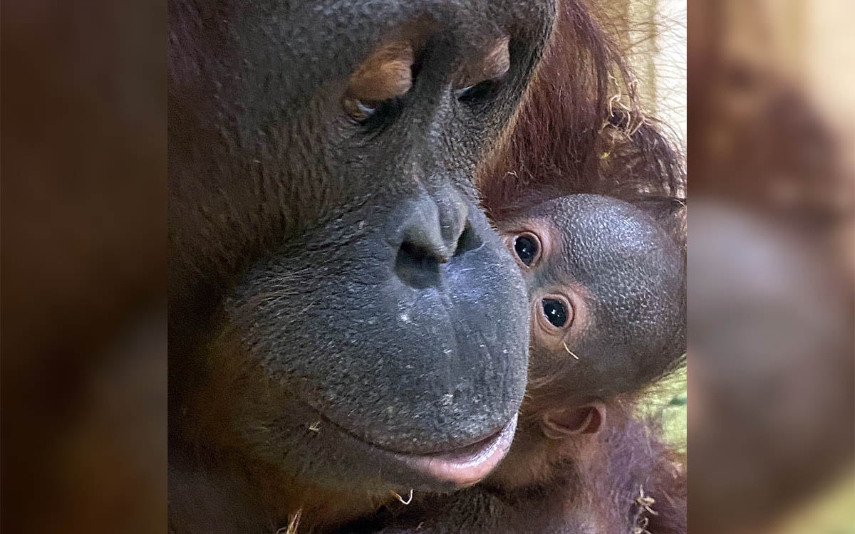 Great excitement as first orangutan is born at Jerusalem Biblical Zoo