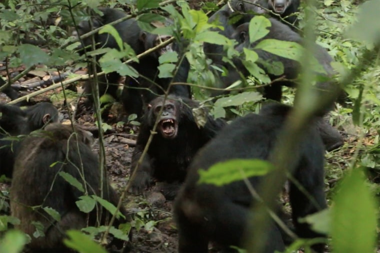 Basie, a Central chimpanzee, is attacked by two males.