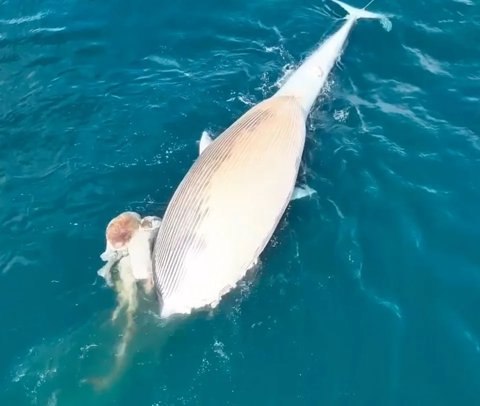 A dead whale carcass off the coast of San Diego, California.Credit: Encinitas Fire & Marine Safety Department/Instagram