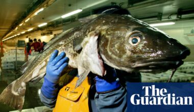 Consumers urged to ‘completely avoid’ UK-caught cod as population plunges | Fishing