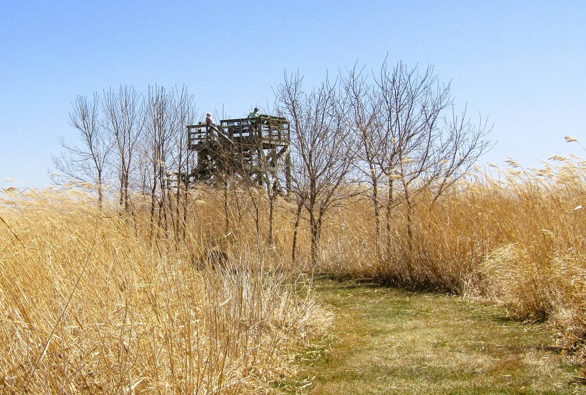 Bird and wildlife watchers gather at a wooden observation tower set within a clump of bare trees on dry fall grassland under blue skies. Members and guests of Westman Naturalists use an observation tower at the Manitoba Delta. Photo: Donna Gamache