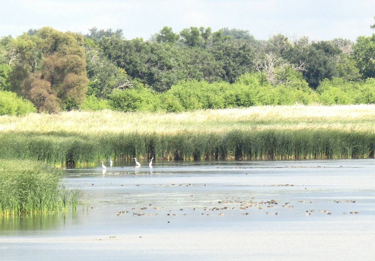 Birds on water in a marshy area with treed land in the background. Egrets, they had a few: a view of great egrets at the Manitoba Delta on an excursion by Westman Naturalists. Photo: Donna Gamache
