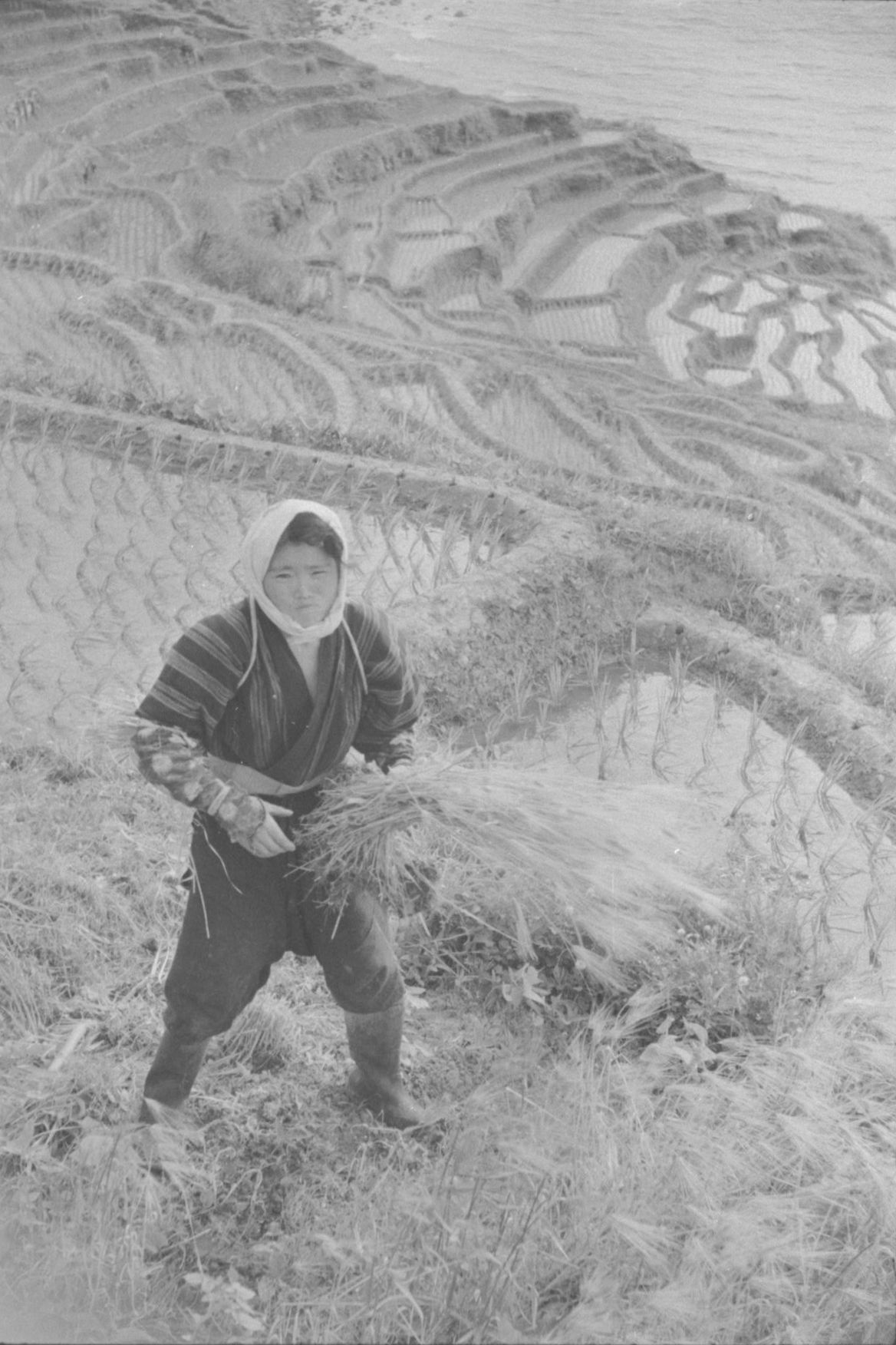 Harvesting rice at Shiroyone Senmaida, a steep hillside containing over 1,000 terraced rice paddies, in 1953. (© Haga Hideo)
