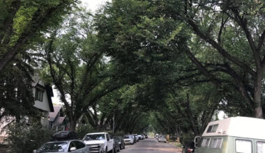 Need a tree in your yard? Applications for a city program providing up to two trees per household opens this week