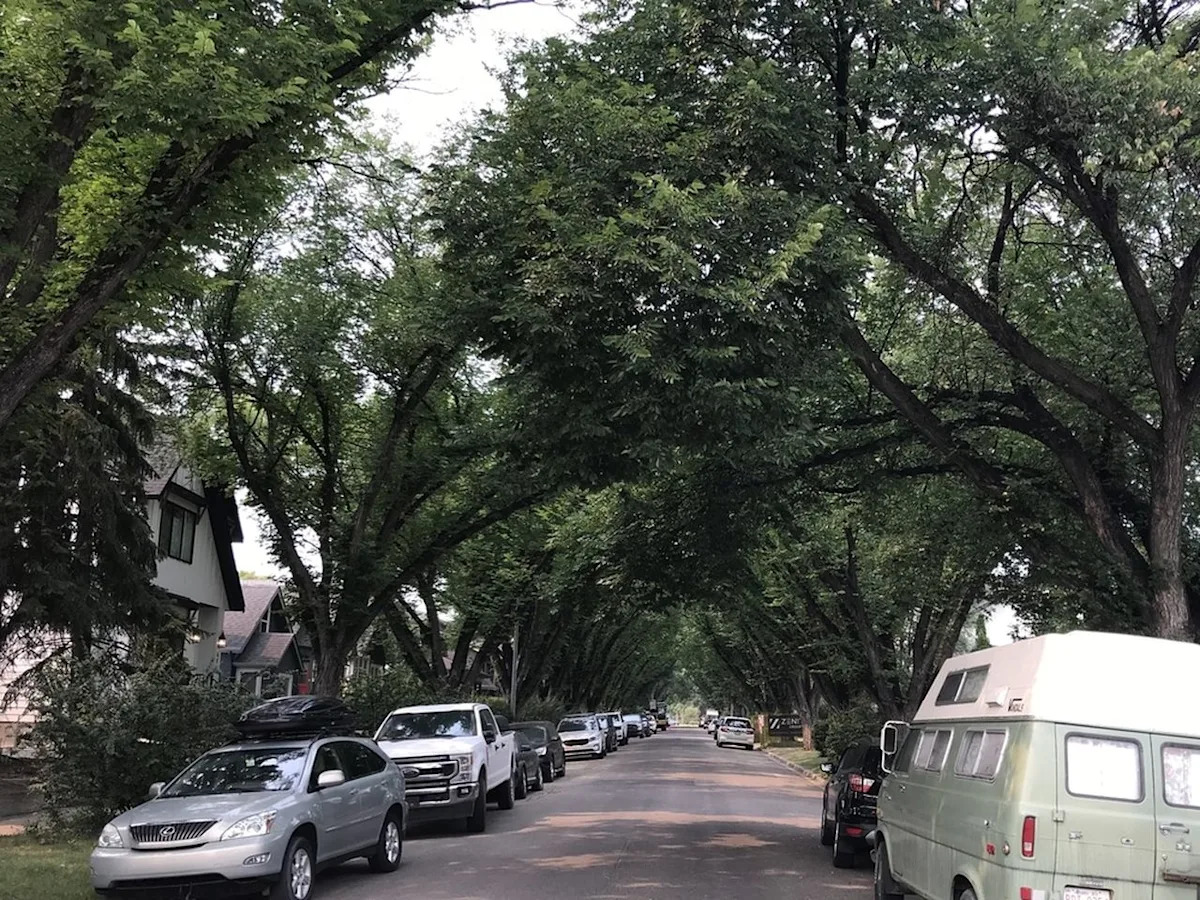 Need a tree in your yard? Applications for a city program providing up to two trees per household opens this week