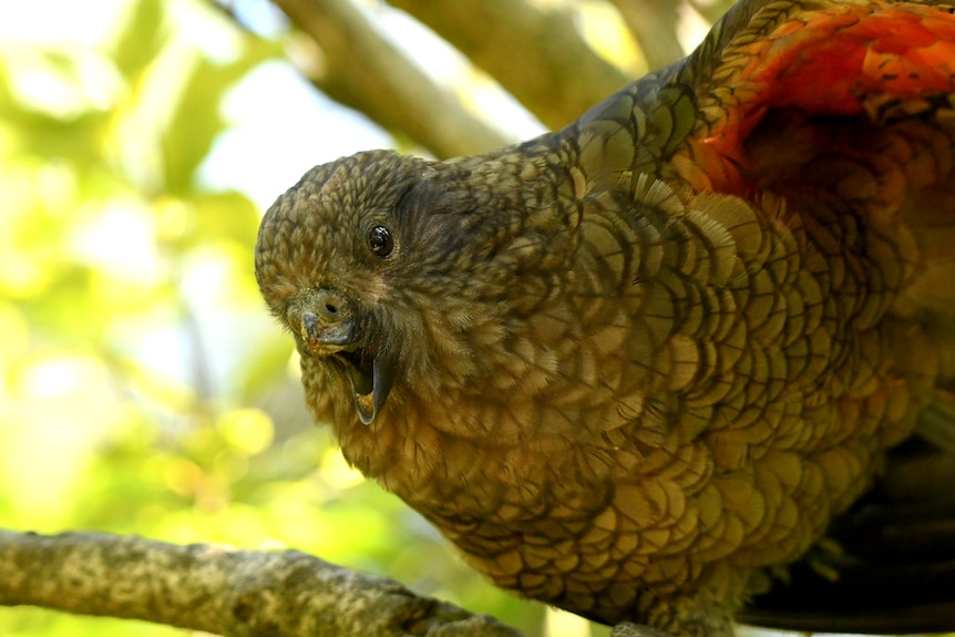 A portrait of a green parrot with dark edged feathers and a red wing, it is missing the top beak below nostrils.