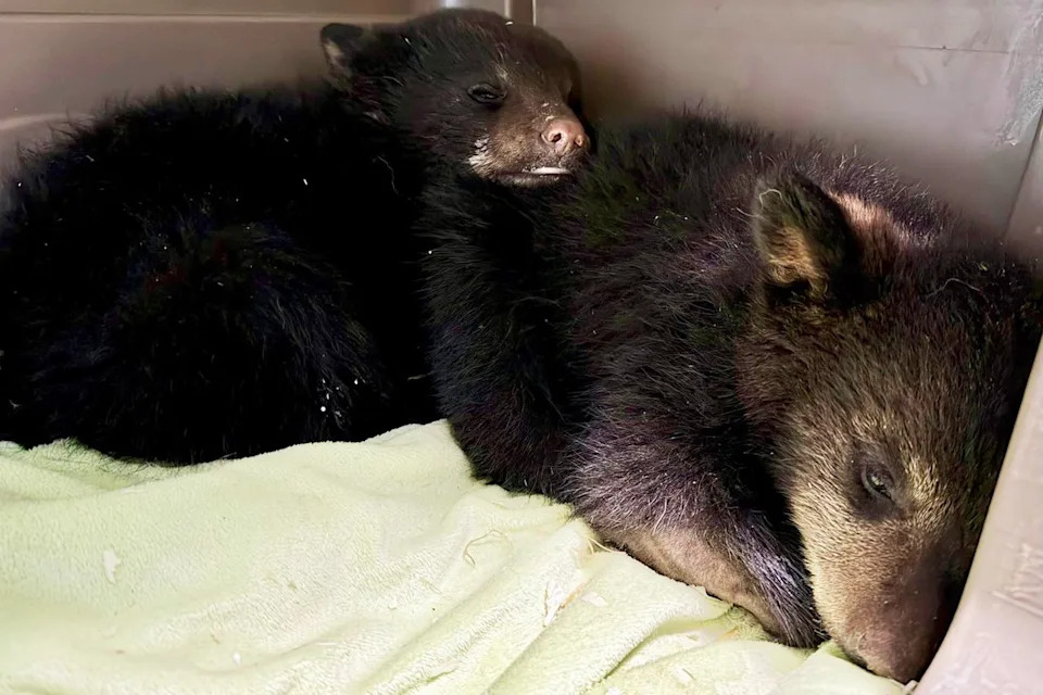 Orphaned bear cubs.Credit: Black Bear Rescue Manitoba/Facebook