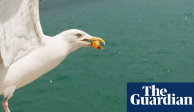Painting eyes on takeaway boxes can stop gulls stealing chips, study shows | Environment