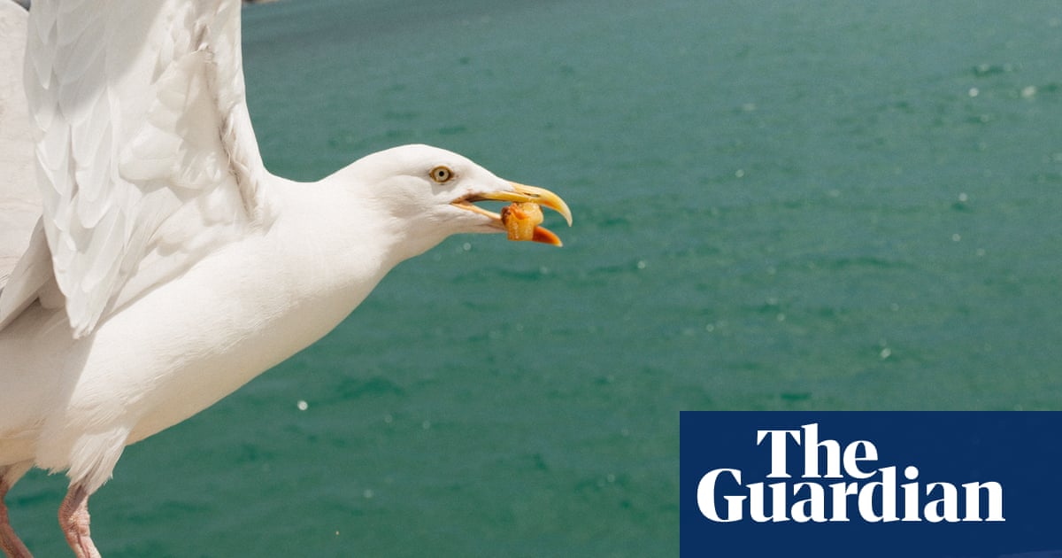 Painting eyes on takeaway boxes can stop gulls stealing chips, study shows | Environment