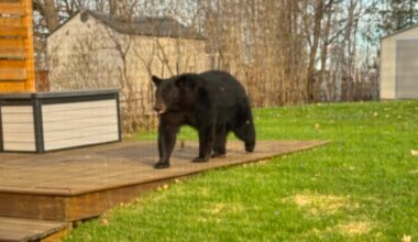 Greater Sudbury is entering bear season