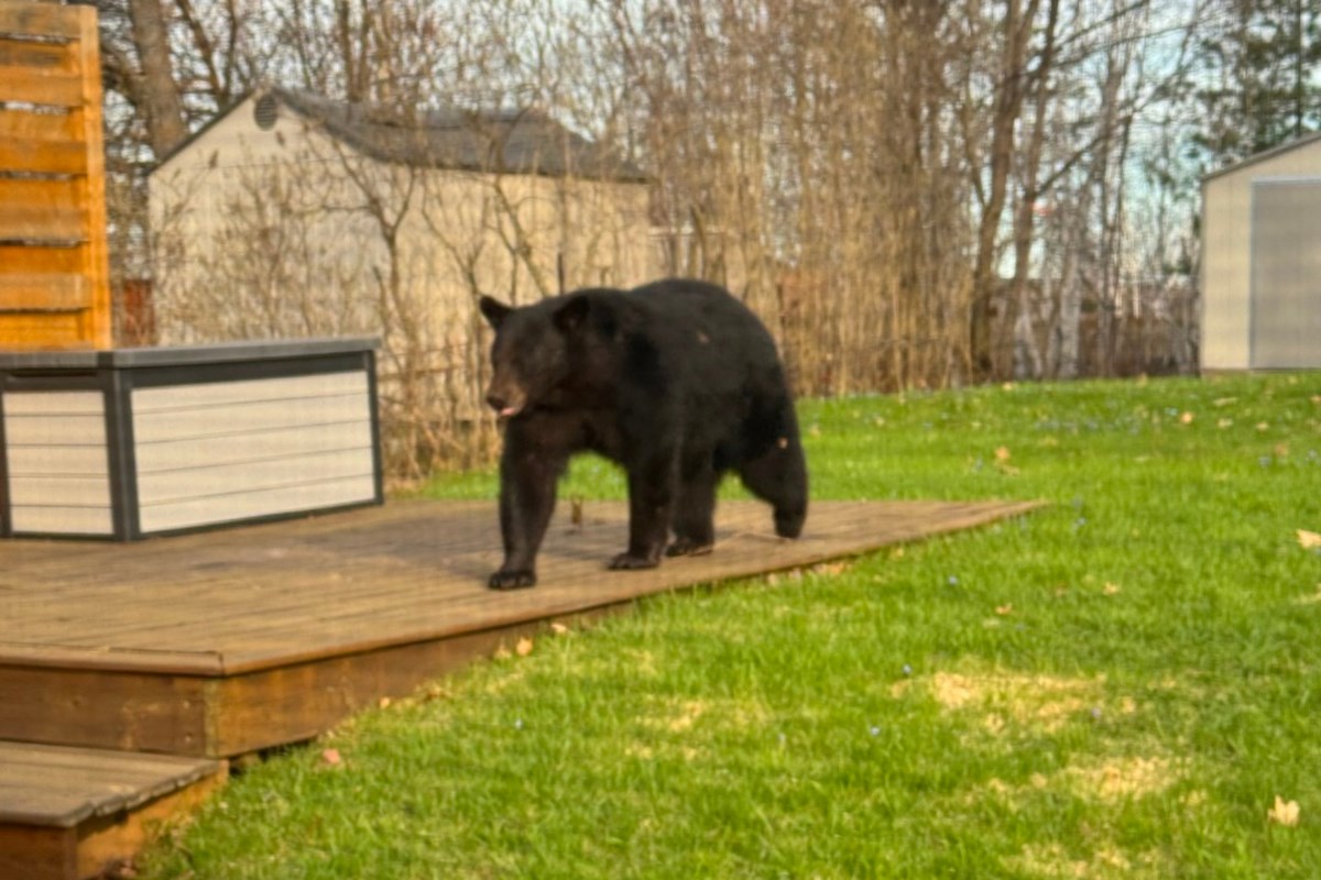 Greater Sudbury is entering bear season