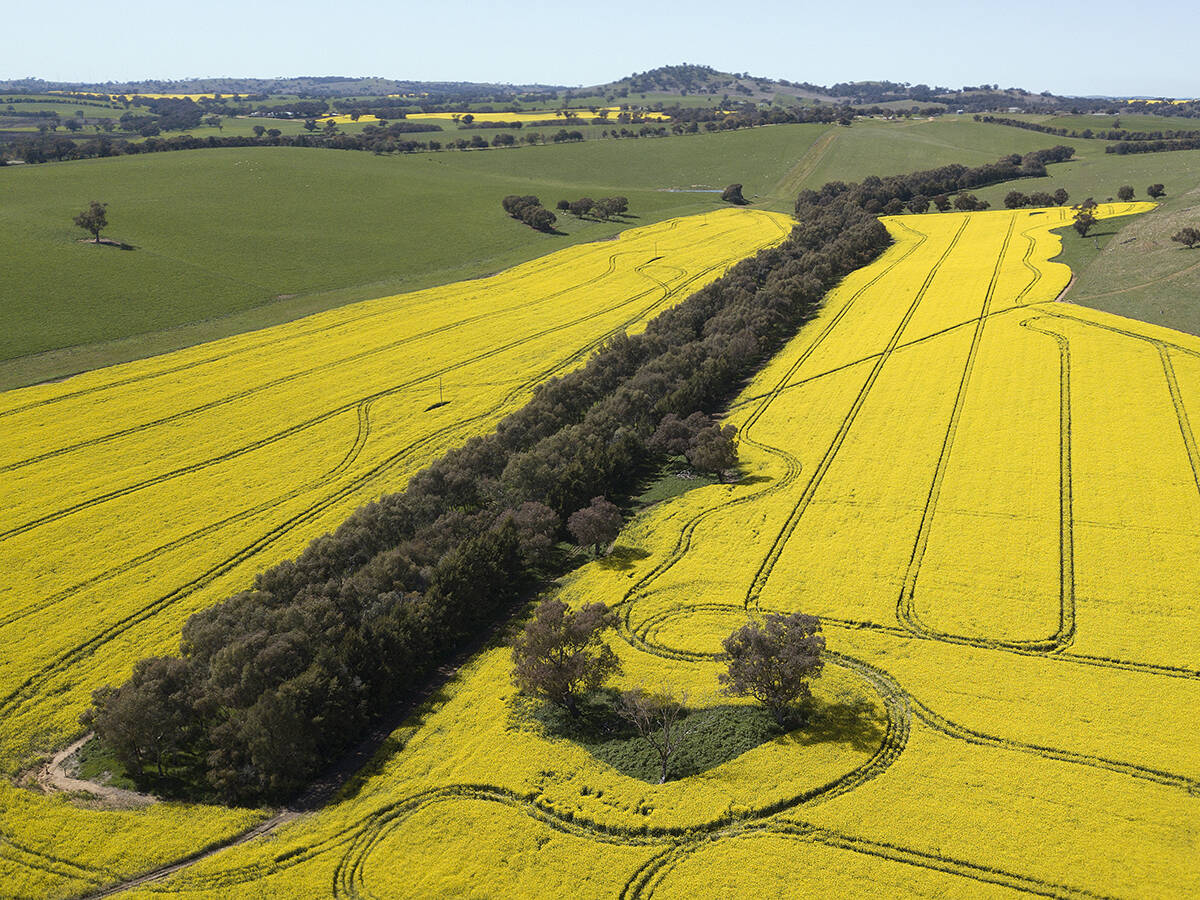 An aerial view of a field of canola in full bloom near the New South Wales town of Harden, 350 km south west of Sydney, Tuesday, September 20, 2022.