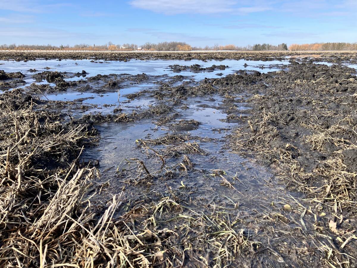 A wet, muddy stubble field in Manitoba with standing puddles of meltwater, clear blue sky and bare trees on the horizon. Photo: Greg Berg