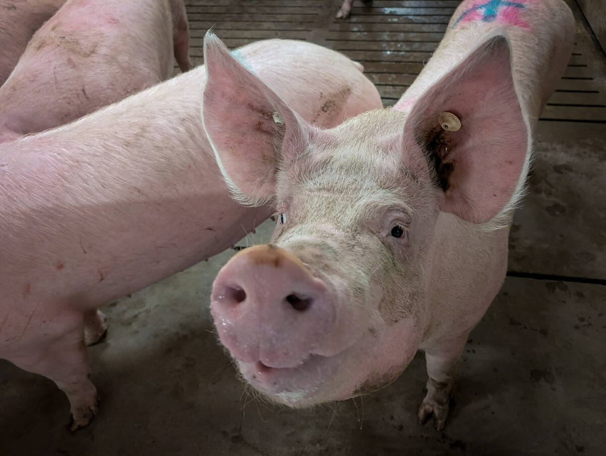 Pigs in a Manitoba pig barn.