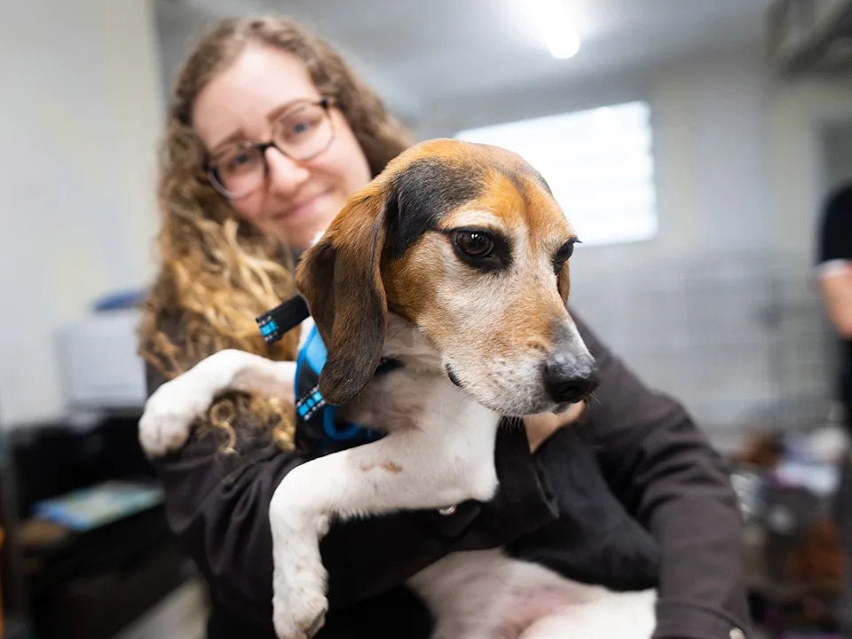 Joey, a beagle rescued from lab research, is held by foster family member Nicole Miller in Calgary on Wednesday, April 15, 2026. Five beagles met their new families at Barc’s Rescue after being freed from a life of laboratory research by Beagle Alliance and Kindness Ranch Sanctuary.