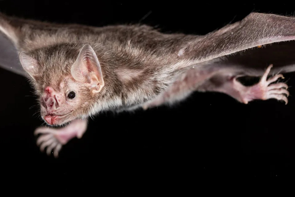 The common vampire bat (Desmodus rotundus) is a small, leaf-nosed bat native to the AmericasCredit: Nicolas Reusens/Getty