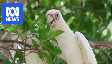 Thermal imaging and night-time shooting key to Kangaroo Island corella control, authority says