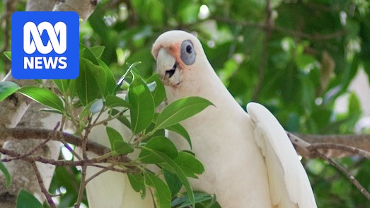Thermal imaging and night-time shooting key to Kangaroo Island corella control, authority says
