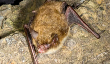 College Students Get Rabies Vaccinations After Bats Reported at Off-Campus Housing
