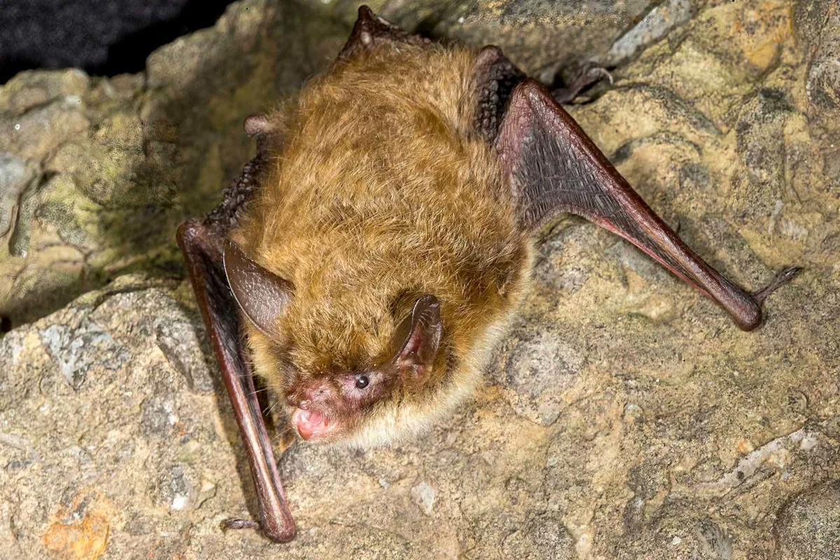 College Students Get Rabies Vaccinations After Bats Reported at Off-Campus Housing