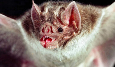 Vampire Bats in Southern States Could Spread 'Zombie Deer Disease' to Other Animals, Research Suggests