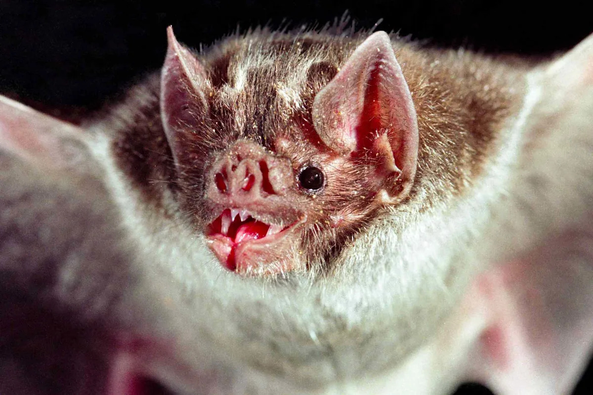 Vampire Bats in Southern States Could Spread 'Zombie Deer Disease' to Other Animals, Research Suggests