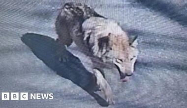 South Korea deploys thermal imaging cameras in search for escaped zoo wolf - BBC