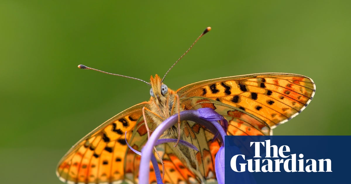 More than half of Britain’s butterfly species in decline, monitoring scheme shows | Butterflies