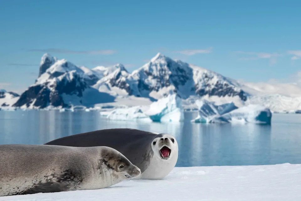 Two Weddell Seals on sea ice in Antarctica. Blurred snowy mountain background.
