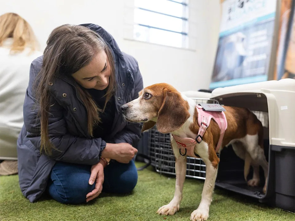 Trixie, a beagle rescued from lab research, takes her first steps into freedom toward her new foster human Kristen in Calgary on Wednesday, April 15, 2026. Five beagles met their new families at Barc’s Rescue after being freed from a life of laboratory research by Beagle Alliance and Kindness Ranch Sanctuary.