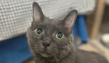 Slate the cat is looking for a new home in the Toronto area