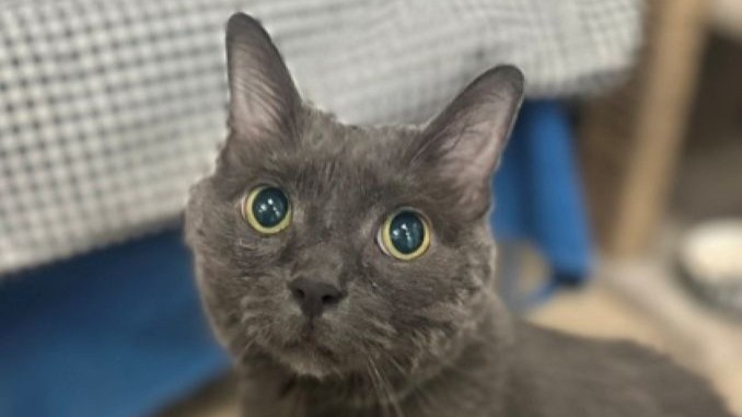Slate the cat is looking for a new home in the Toronto area