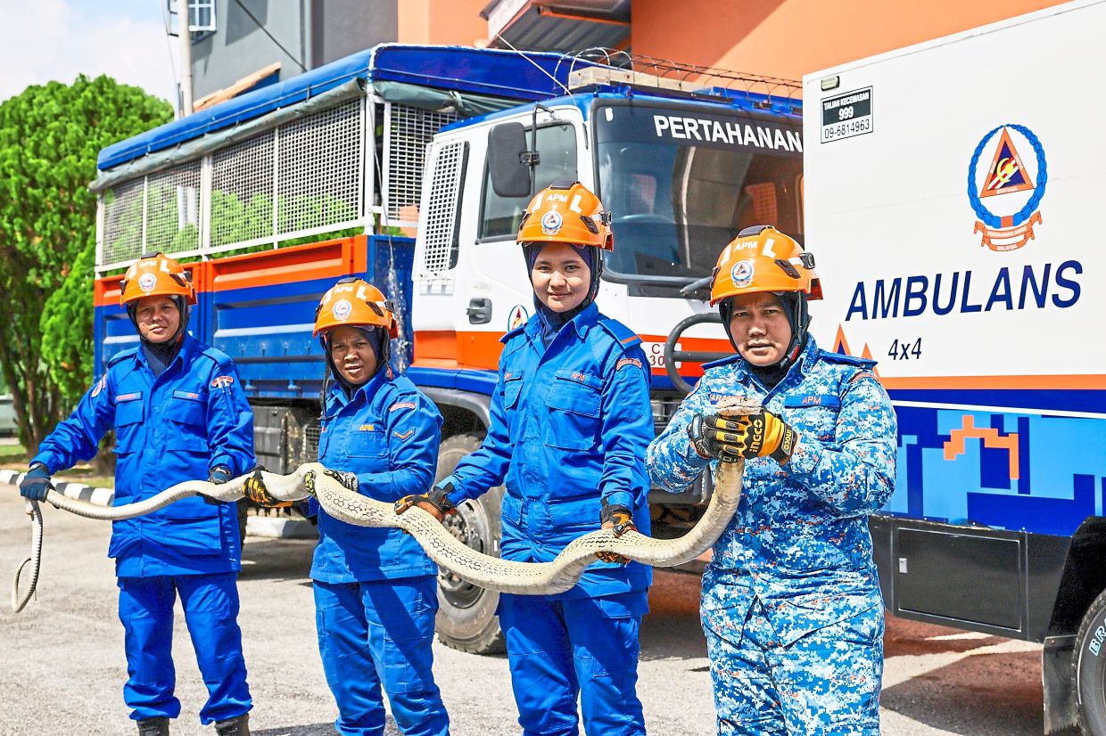 Women step to the fore in snake rescues