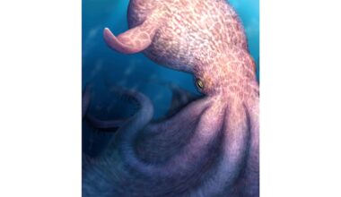 Massive kraken-like octopus may have ruled the seas during age of dinosaurs