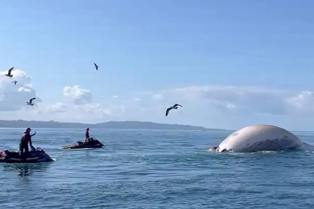 California Officials Warn About an Increase in Shark Activity After Towing a Bloated, Dead Whale Out to Sea