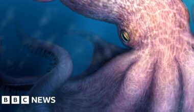 Meet the 19 metre octopus that may have prowled ancient seas - BBC