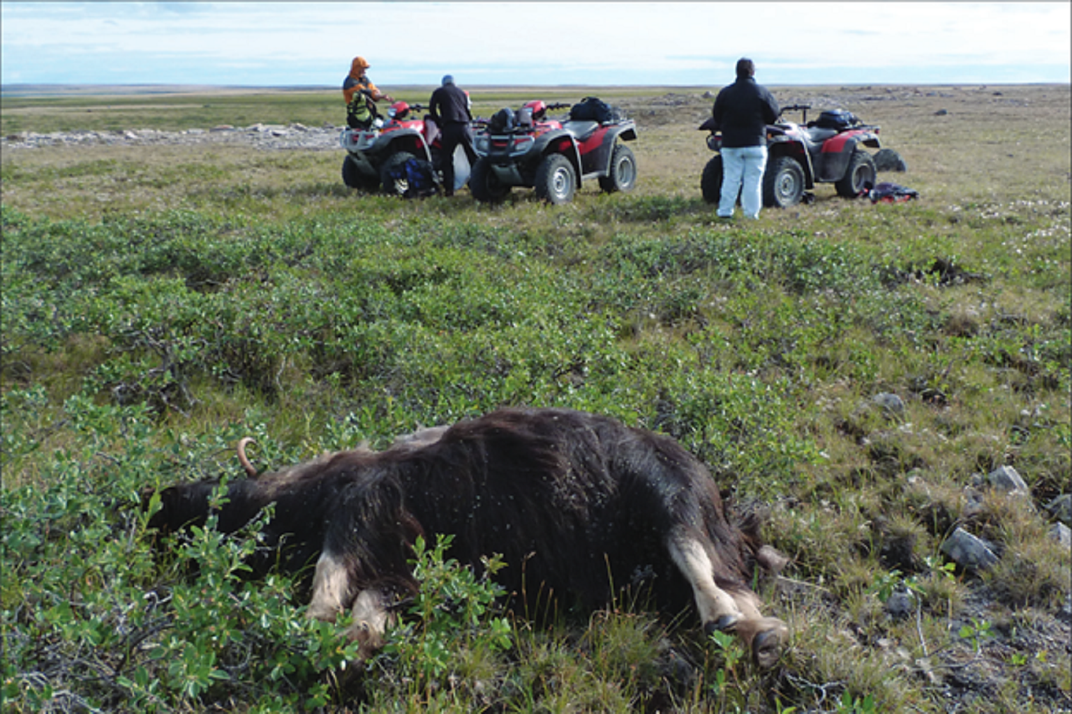 A dead muskoxen on Victoria Island in 2011. Starting in about 2009 and continuing through to 2014, hunters and trappers began noticing mysterious numbers of dead muskoxen on Victoria and Banks islands.