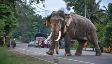 Living with wildlife, bearing the cost