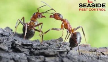 ants
