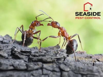 ants