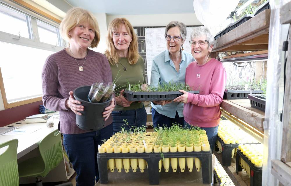 Ruth Bonneville / Free Press
Living Prairie Museum volunteers Linda Chiappetta (from left), Sandy McCowan, Gerry Pearson and Sandy Handsford hold some of the seedlings in the Museum’s greenhouse.