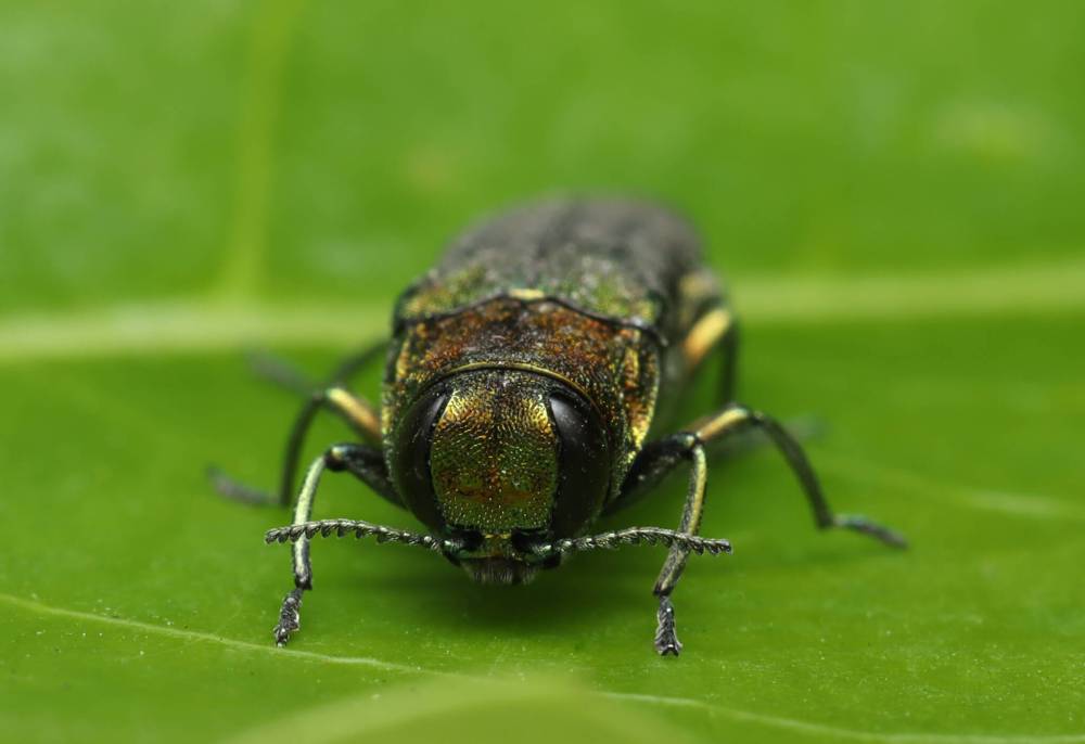 ANDREW SHORT / THE CANADIAN PRESS HANDOUT
An emerald ash borer that was found by Andrew Short in Vancouver, on June 15, 2023, is seen in a handout photo. The insect was first spotted in Winnipeg trees in 2017.