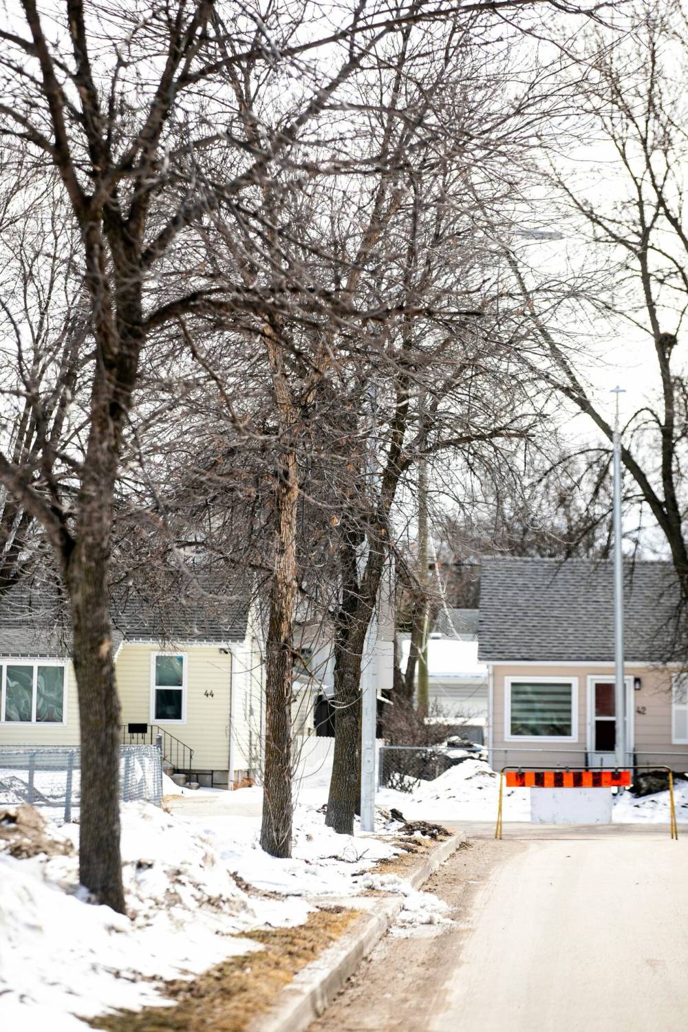 MIKAELA MACKENZIE / FREE PRESS
As of last year, only 22 trees infected by the emerald ash borer needed to be removed in Winnipeg.