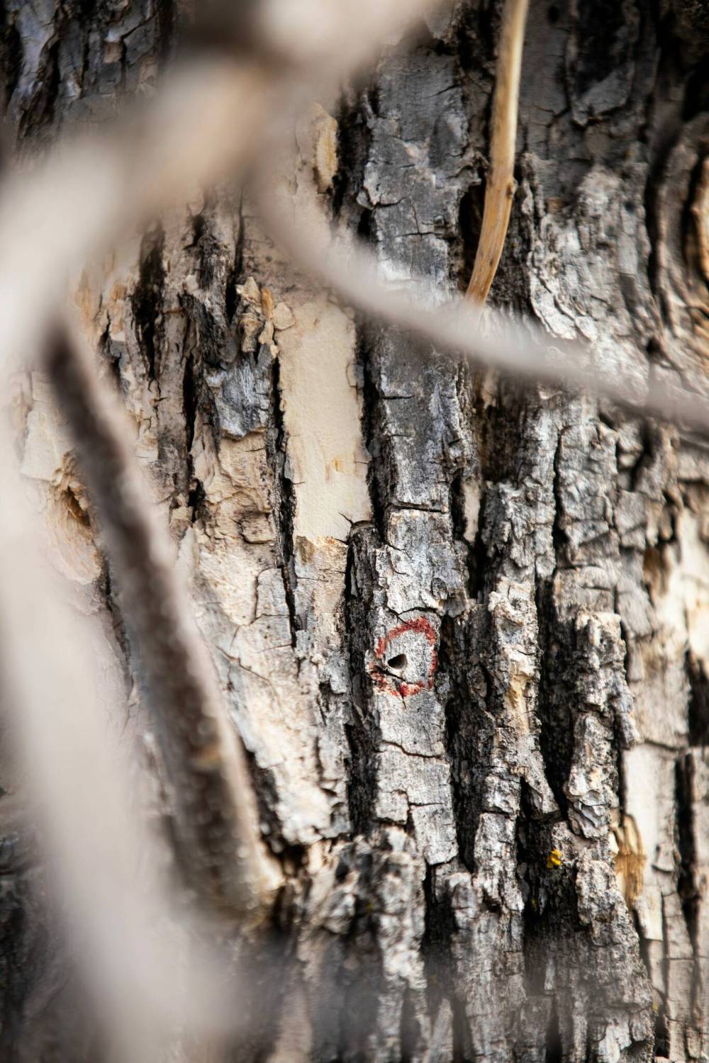 MIKAELA MACKENZIE / FREE PRESS
An emerald ash borer's exit hole has been marked on an infested tree on Overton Street. Approximately 40 trees in the neighbourhood have been infested.