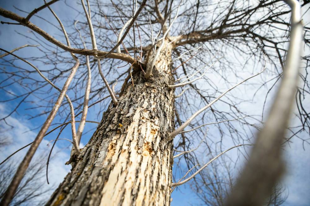 MIKAELA MACKENZIE / FREE PRESS
An infested ash tree on Overton Street near Glenwood Community Centre, where the city has found an emerald ash borer outbreak.