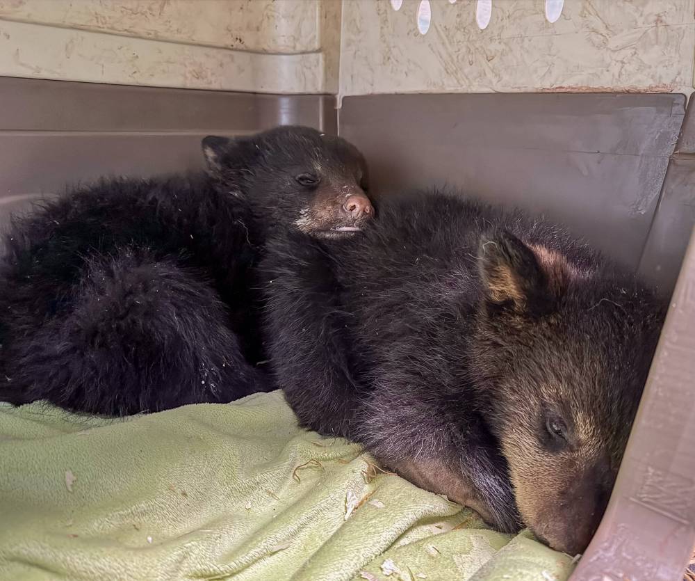 JUDY STEARNS PHOTO
Three black bear cubs were orphaned after someone shot and killed their mother.