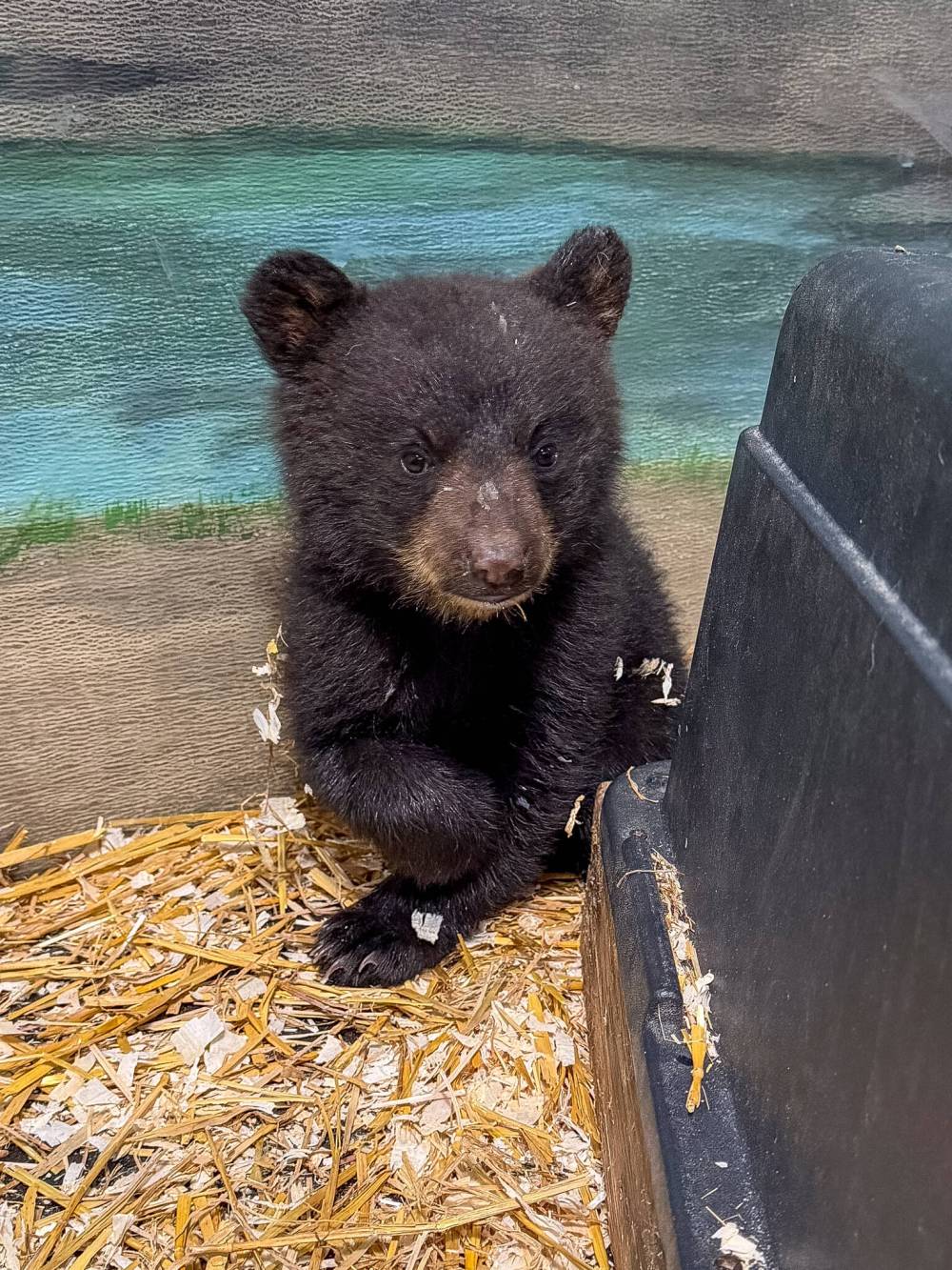 JUDY STEARNS PHOTO
In Manitoba, it is illegal to kill a black bear with cubs.