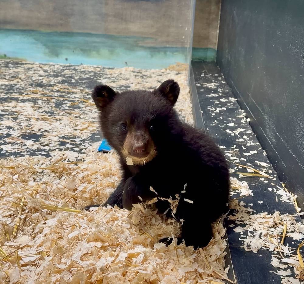 JUDY STEARNS PHOTOS
One of three black bear cubs orphaned after someone shot their mother in their den.