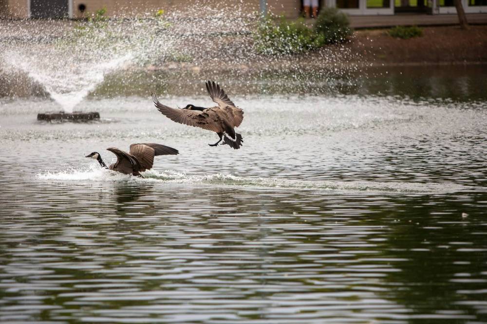 BROOK JONES / FREE PRESS FILES
The St. Vital Duck Pond has attracted complaints about pollution, partly because it’s proven to be very attractive to geese.