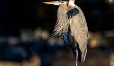 A Great Blue Heron. (Andre Dionne/A.D. Photography/Contributed to Peace Arch News)